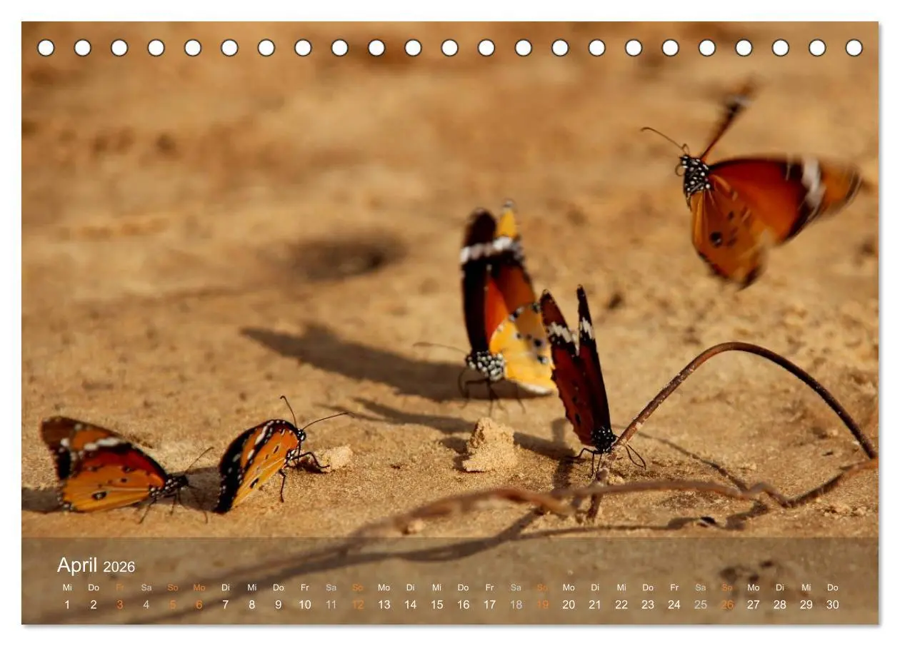 Bild: 9783516150582 | Botswana Wildlife (Tischkalender 2026 DIN A5 quer), CALVENDO...