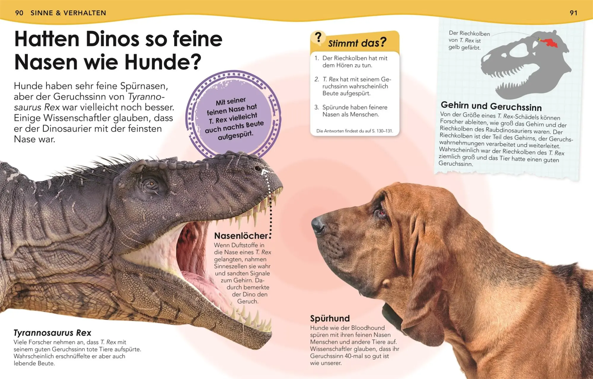 Bild: 9783831040582 | Weshalb? Deshalb! Dinos | Das Frage-und-Antwort-Lexikon | DK Verlag
