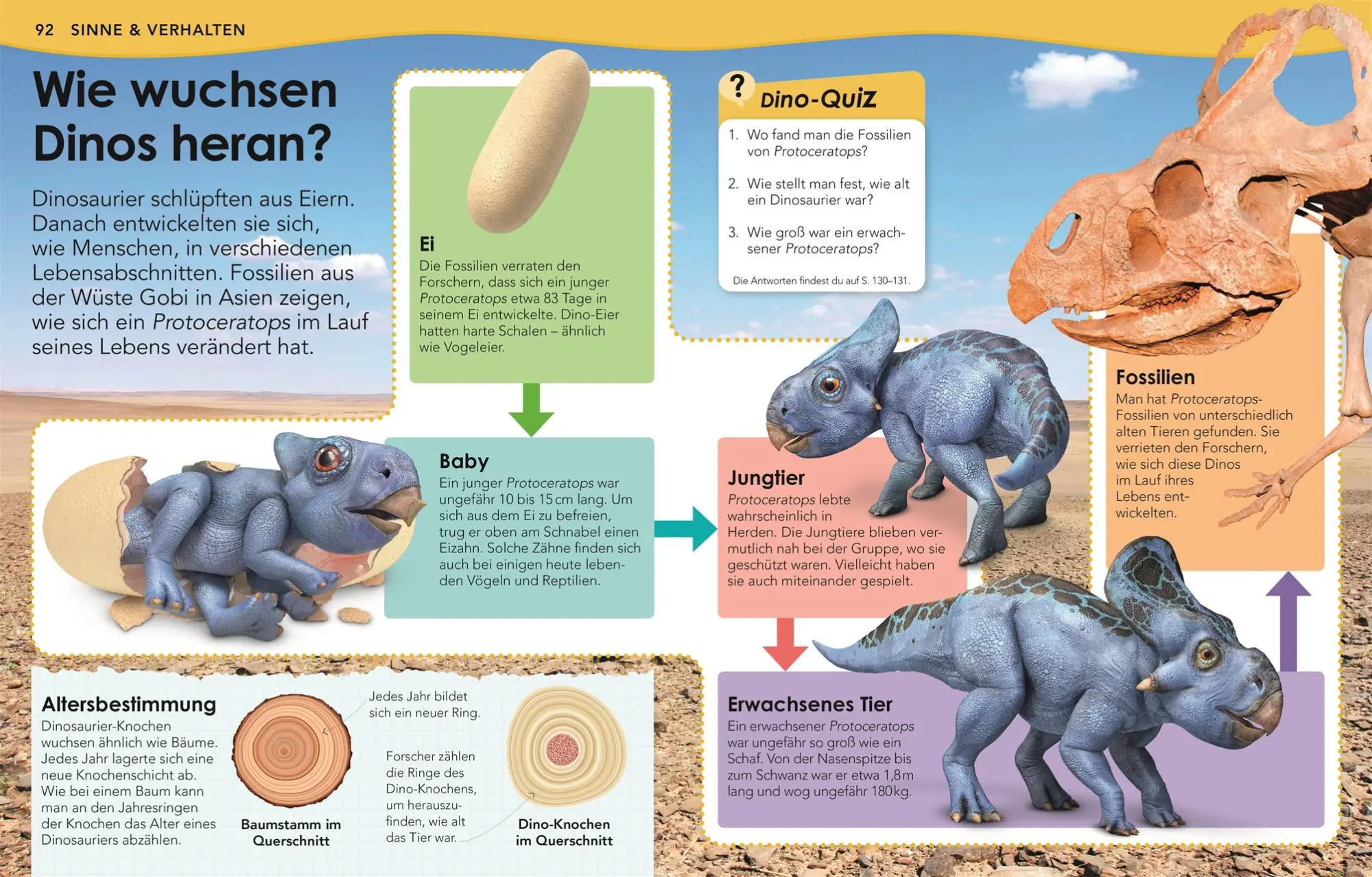 Bild: 9783831040582 | Weshalb? Deshalb! Dinos | Das Frage-und-Antwort-Lexikon | DK Verlag