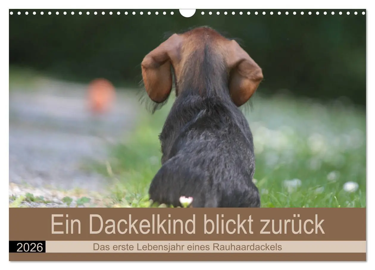 Cover: 9783457740682 | Ein Dackelkind blickt zurück (Wandkalender 2026 DIN A3 quer),...