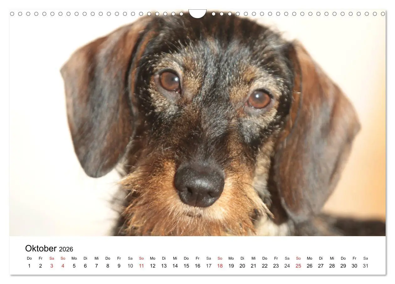 Bild: 9783457740682 | Ein Dackelkind blickt zurück (Wandkalender 2026 DIN A3 quer),...