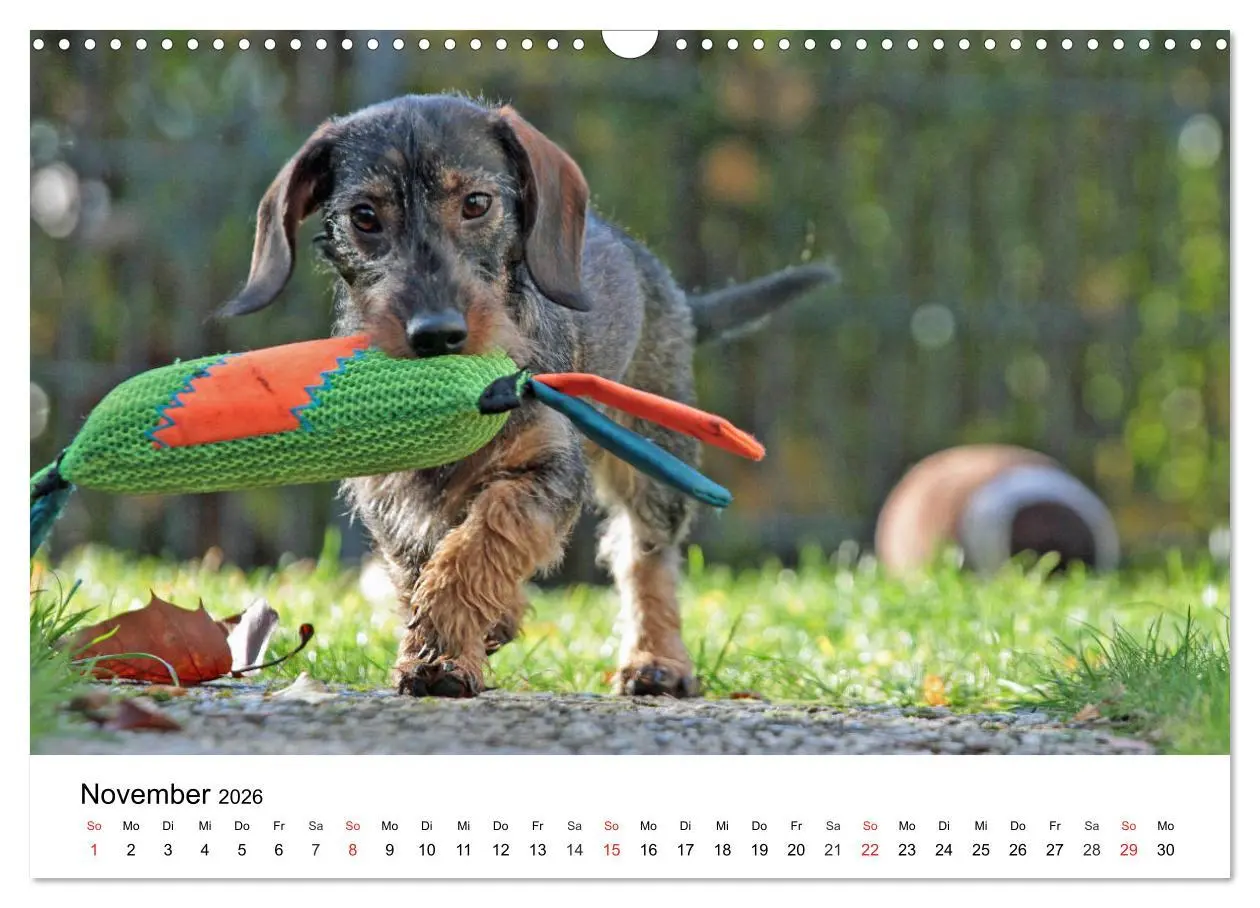 Bild: 9783457740682 | Ein Dackelkind blickt zurück (Wandkalender 2026 DIN A3 quer),...