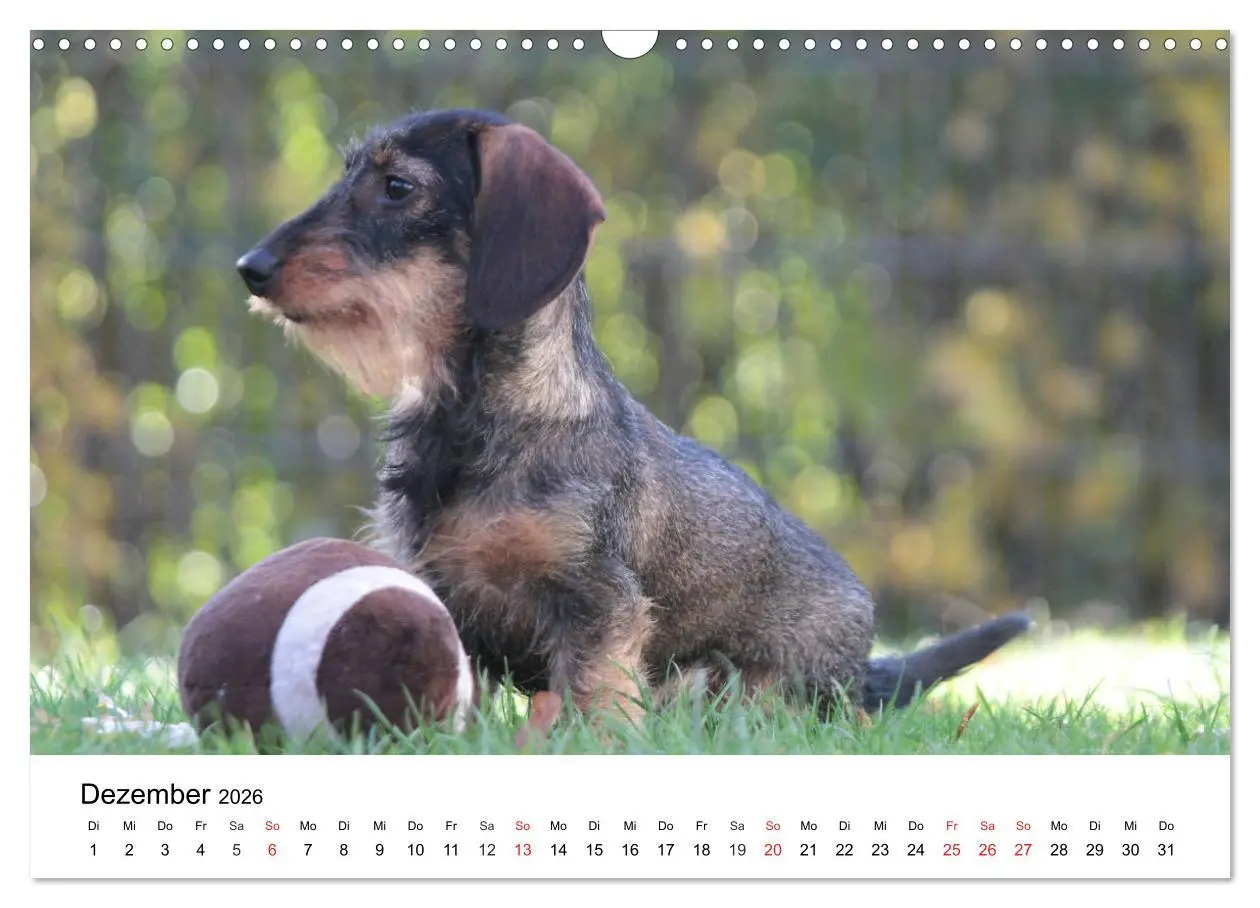 Bild: 9783457740682 | Ein Dackelkind blickt zurück (Wandkalender 2026 DIN A3 quer),...