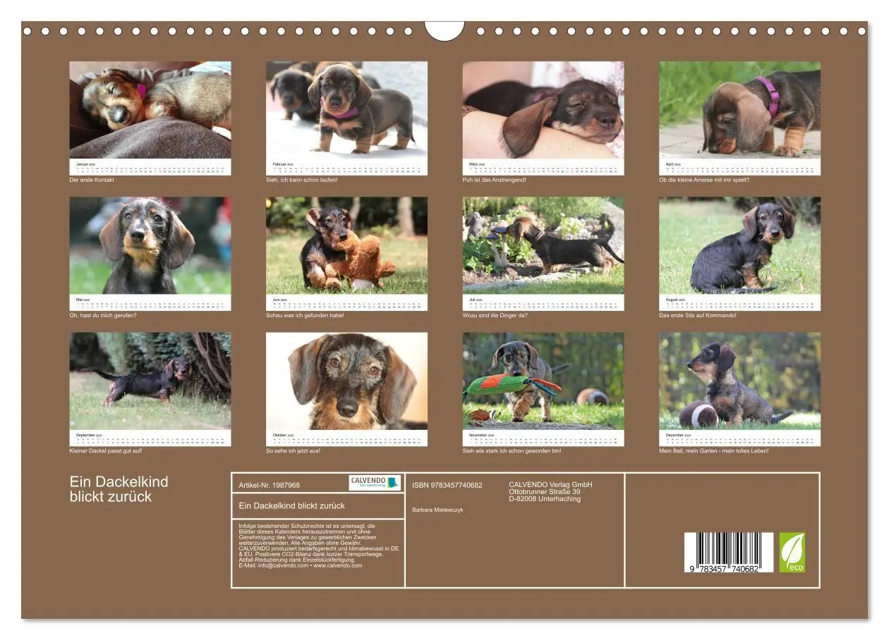 Bild: 9783457740682 | Ein Dackelkind blickt zurück (Wandkalender 2026 DIN A3 quer),...