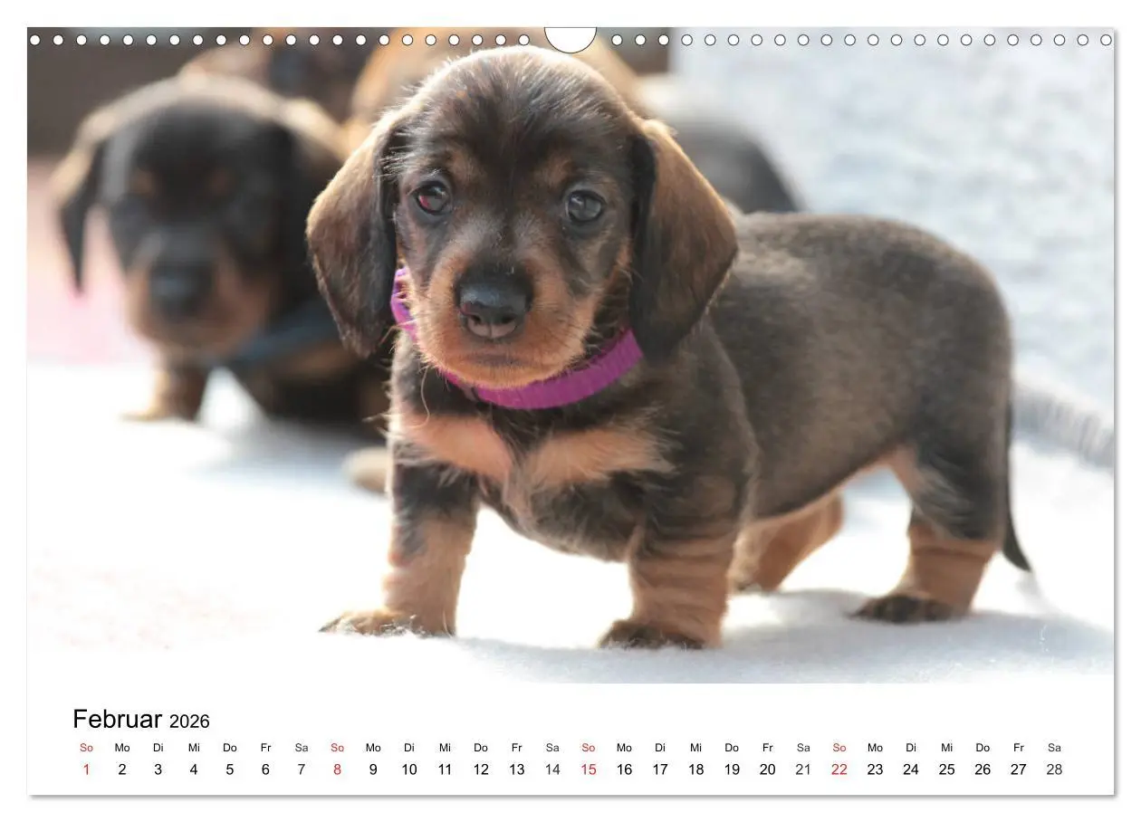 Bild: 9783457740682 | Ein Dackelkind blickt zurück (Wandkalender 2026 DIN A3 quer),...