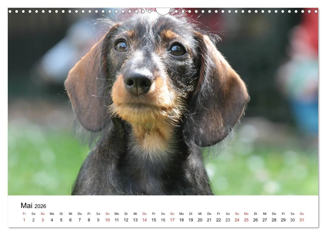 Bild: 9783457740682 | Ein Dackelkind blickt zurück (Wandkalender 2026 DIN A3 quer),...