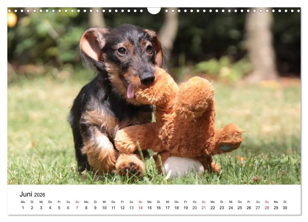 Bild: 9783457740682 | Ein Dackelkind blickt zurück (Wandkalender 2026 DIN A3 quer),...