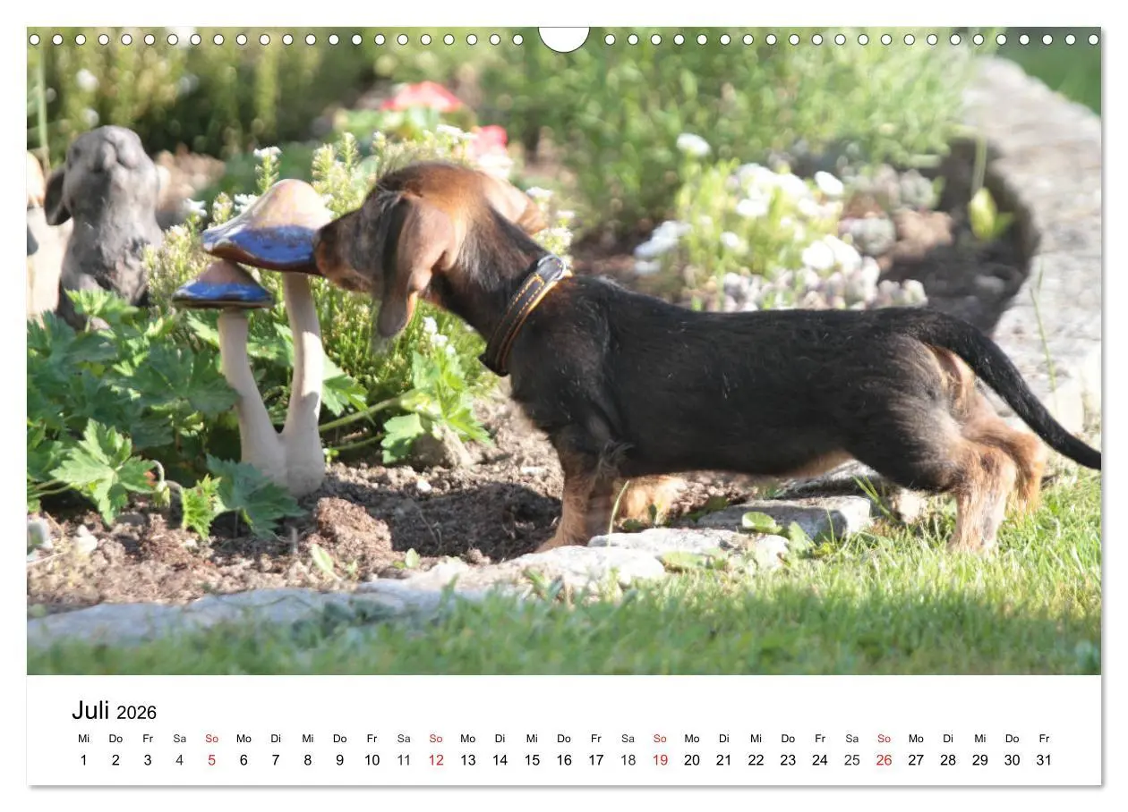 Bild: 9783457740682 | Ein Dackelkind blickt zurück (Wandkalender 2026 DIN A3 quer),...