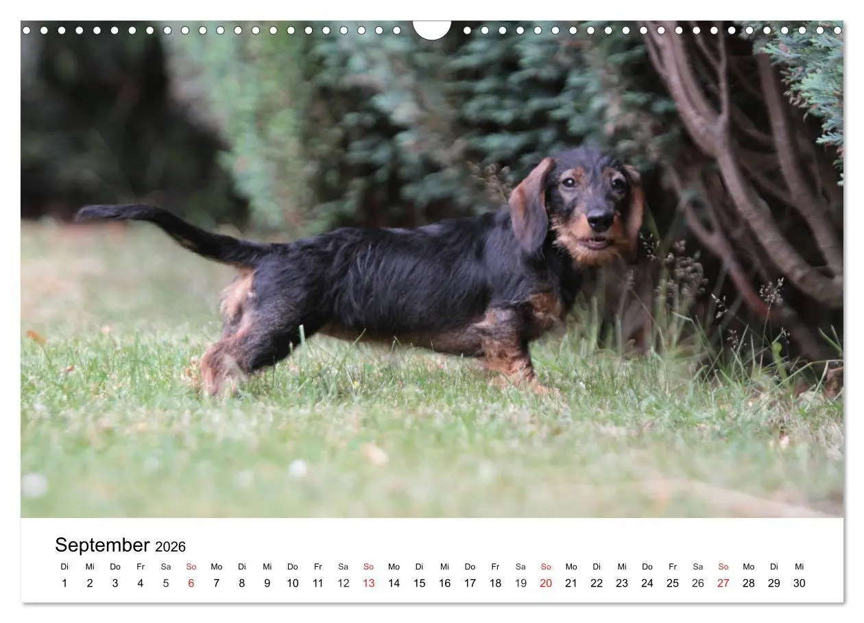 Bild: 9783457740682 | Ein Dackelkind blickt zurück (Wandkalender 2026 DIN A3 quer),...