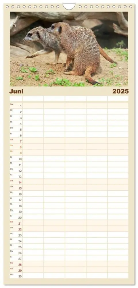Bild: 9783457110782 | Familienplaner 2025 - Erdmännchen mit 5 Spalten (Wandkalender, 21 x...