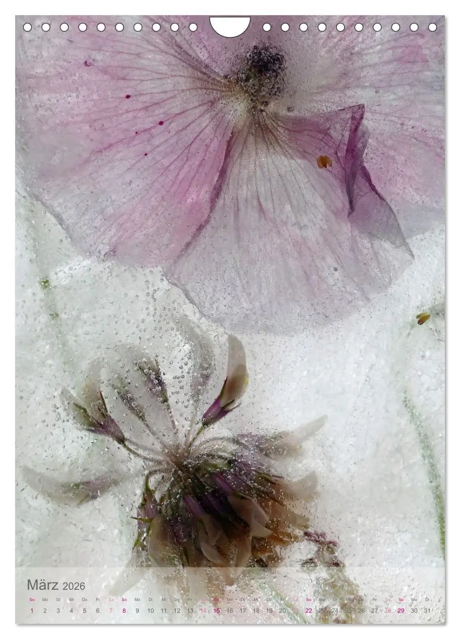 Bild: 9783516360882 | Blumen in Eis (Wandkalender 2026 DIN A4 hoch), CALVENDO Monatskalender