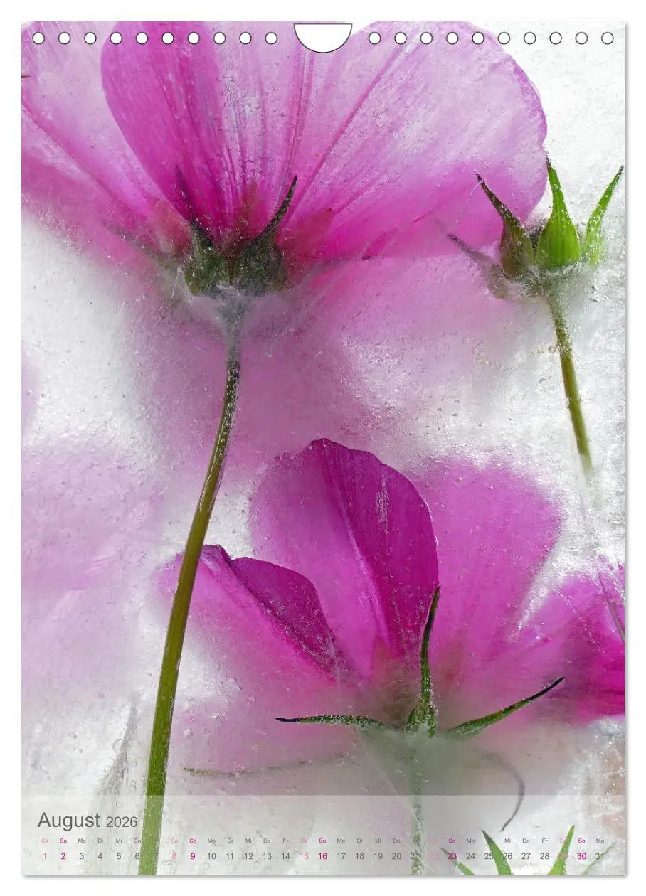 Bild: 9783516360882 | Blumen in Eis (Wandkalender 2026 DIN A4 hoch), CALVENDO Monatskalender