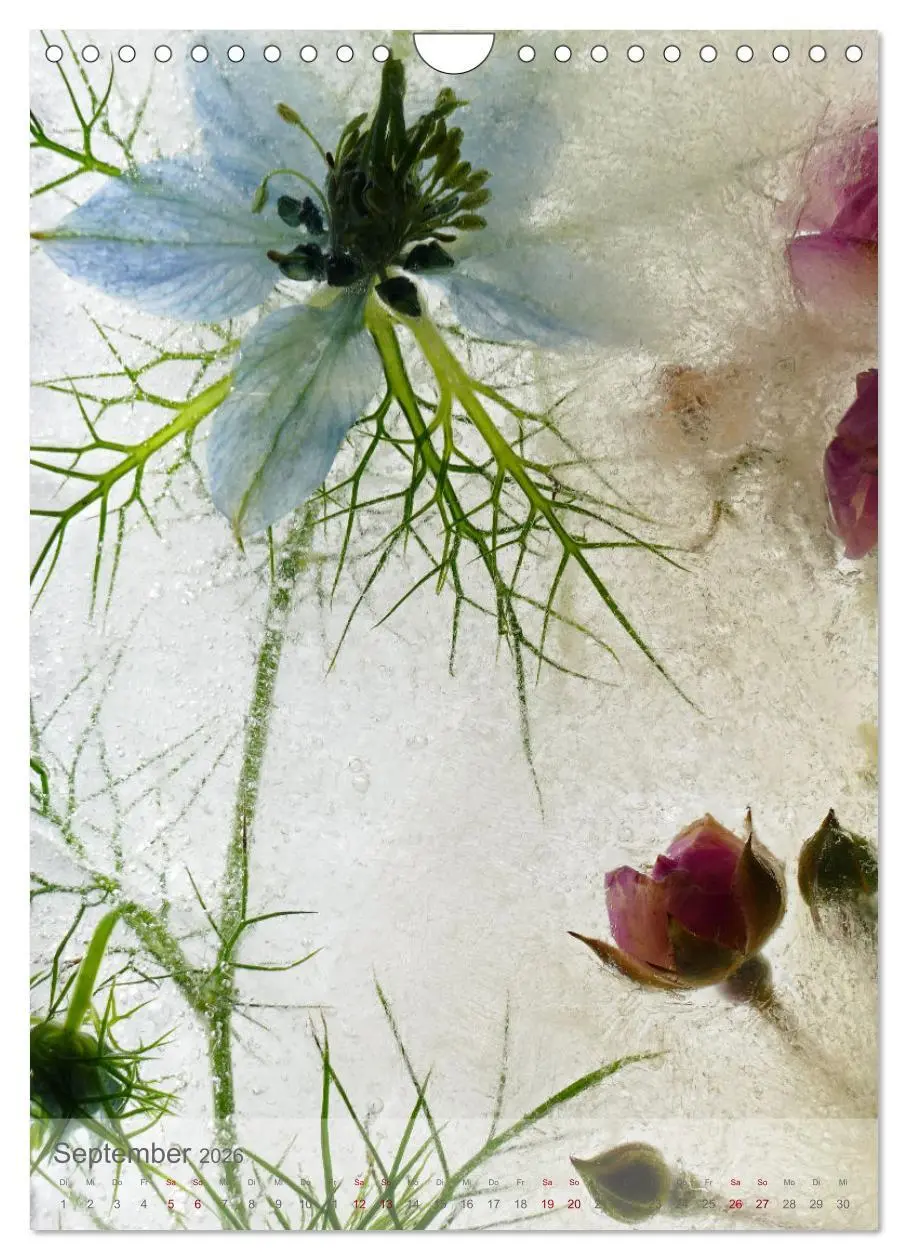 Bild: 9783516360882 | Blumen in Eis (Wandkalender 2026 DIN A4 hoch), CALVENDO Monatskalender