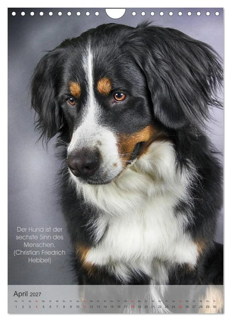 Bild: 9783594030882 | Hundezitate 2027 (Wandkalender 2027 DIN A4 hoch), CALVENDO...