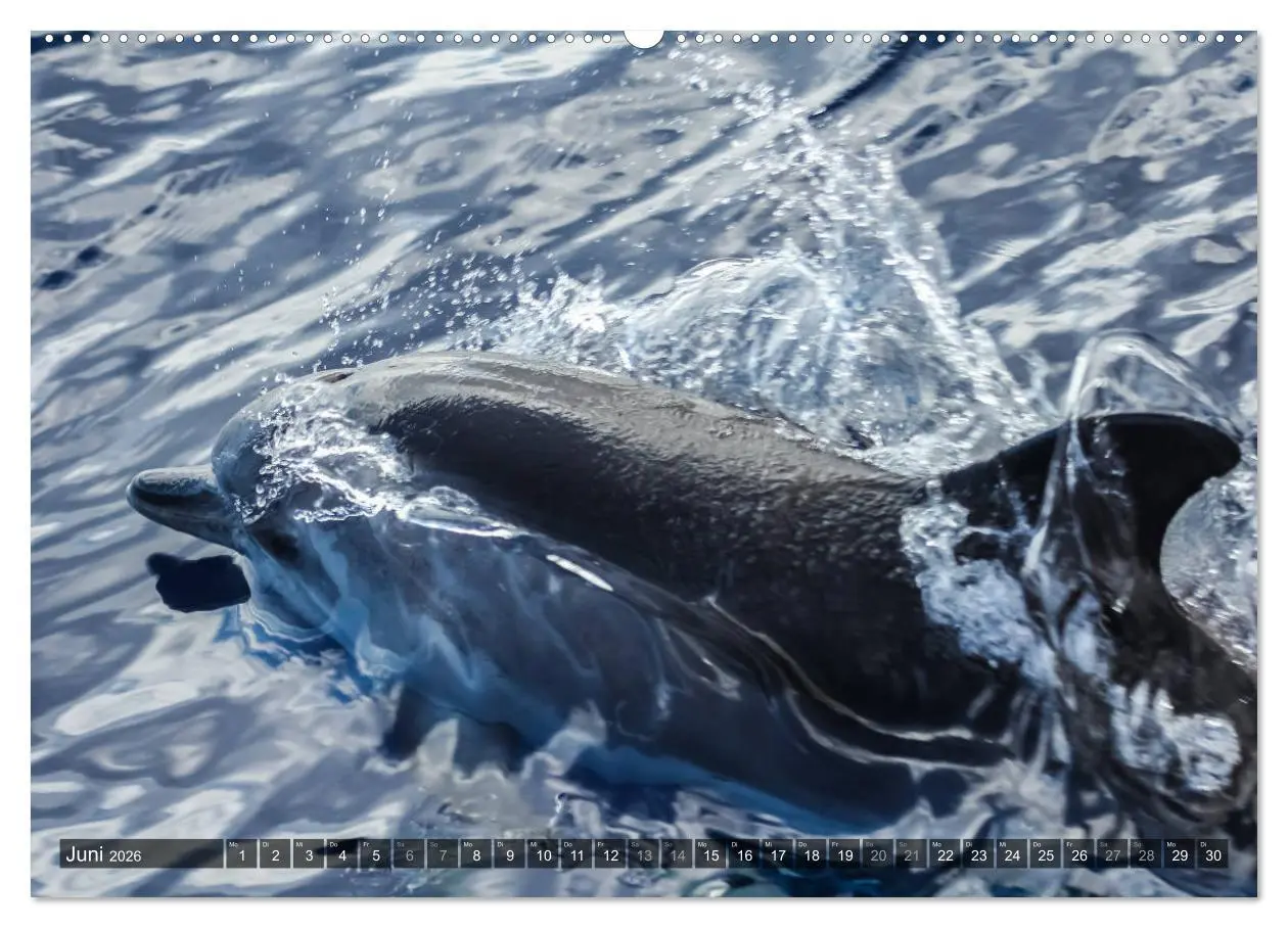 Bild: 9783516081282 | La Gomera 2026 - Eine Entdeckungsreise (Wandkalender 2026 DIN A2...