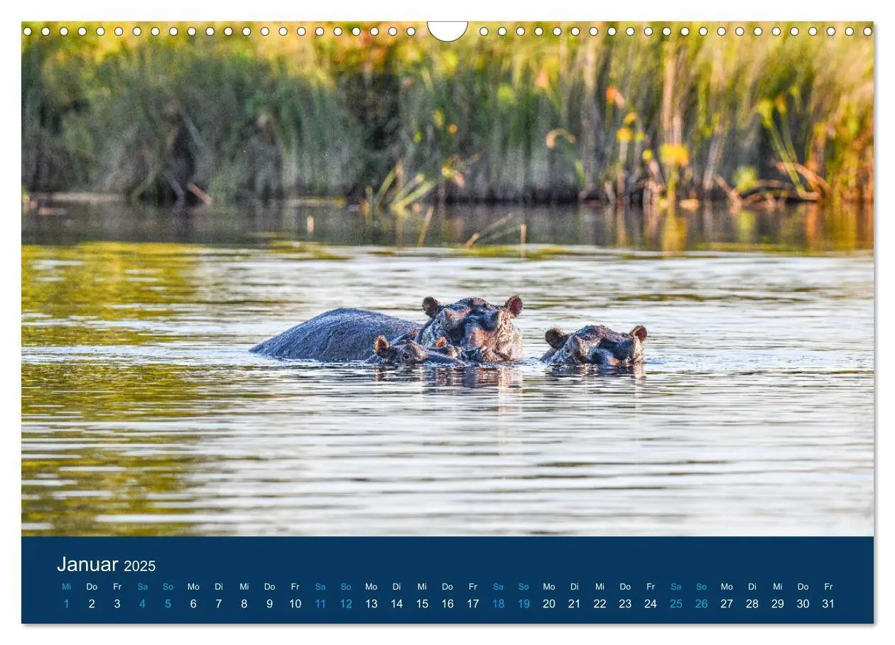 Bild: 9783435021482 | Nilpferde, Kolosse in Afrika (Wandkalender 2025 DIN A3 quer),...