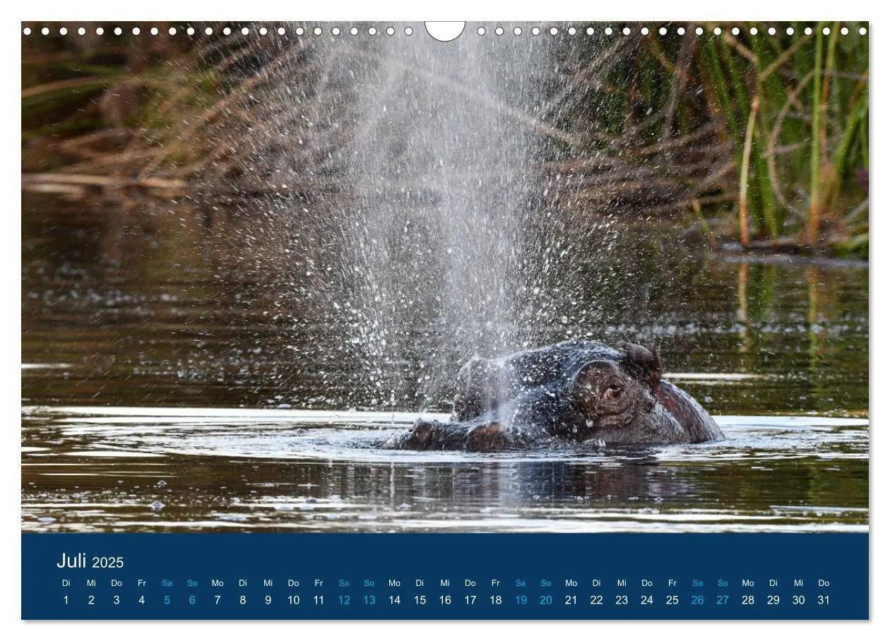 Bild: 9783435021482 | Nilpferde, Kolosse in Afrika (Wandkalender 2025 DIN A3 quer),...