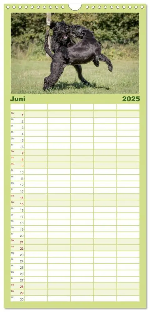 Bild: 9783457111482 | Familienplaner 2025 - Schnauzer... von Zwergen und Riesen 2025 mit...