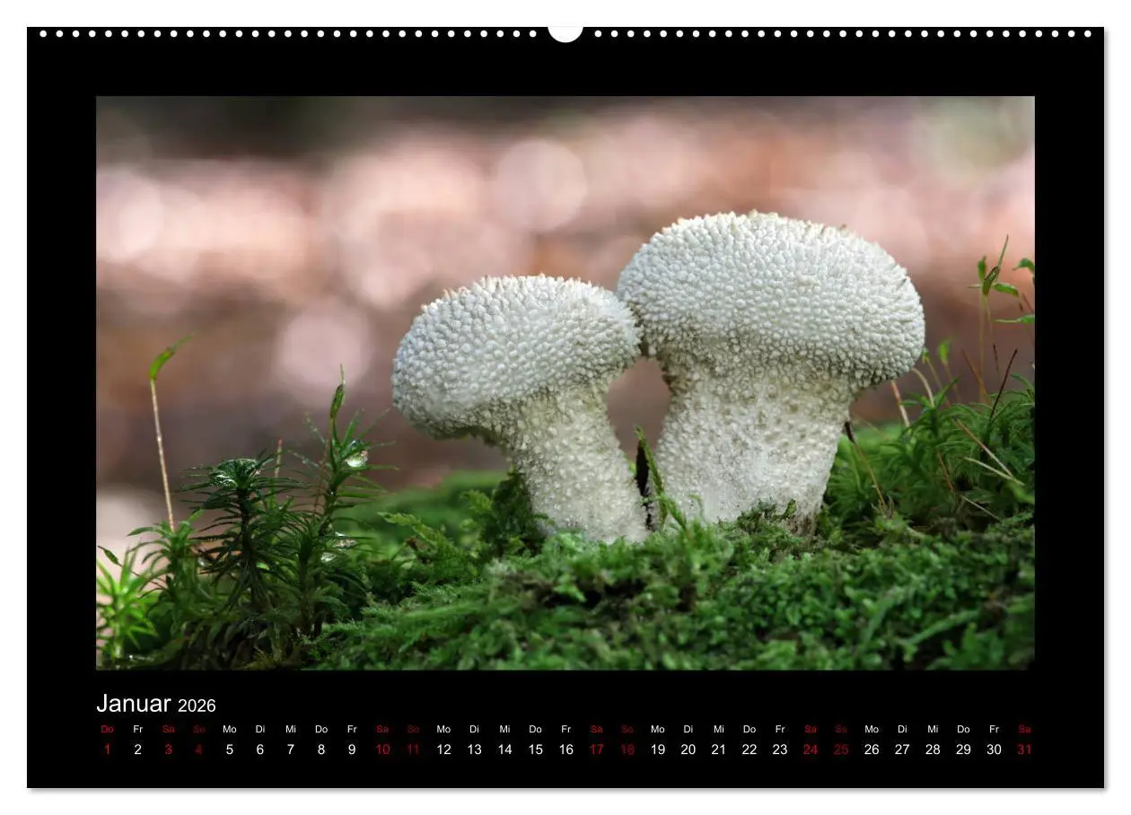 Bild: 9783457891582 | Pilzgalerie - Heimische Pilze aus der Region Rheinland-Pfalz...