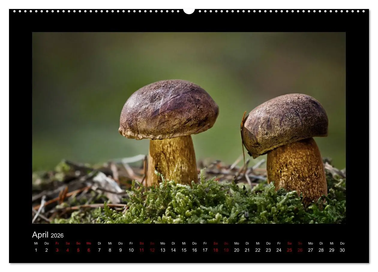 Bild: 9783457891582 | Pilzgalerie - Heimische Pilze aus der Region Rheinland-Pfalz...