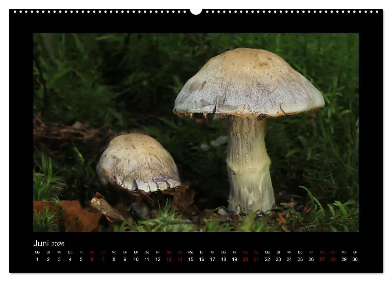 Bild: 9783457891582 | Pilzgalerie - Heimische Pilze aus der Region Rheinland-Pfalz...