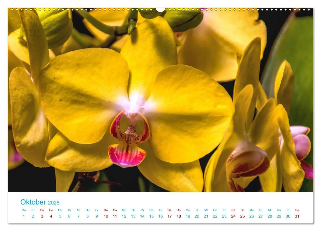 Bild: 9783457931882 | Die Königin der Blumenwelt, die Orchidee (Wandkalender 2026 DIN A2...