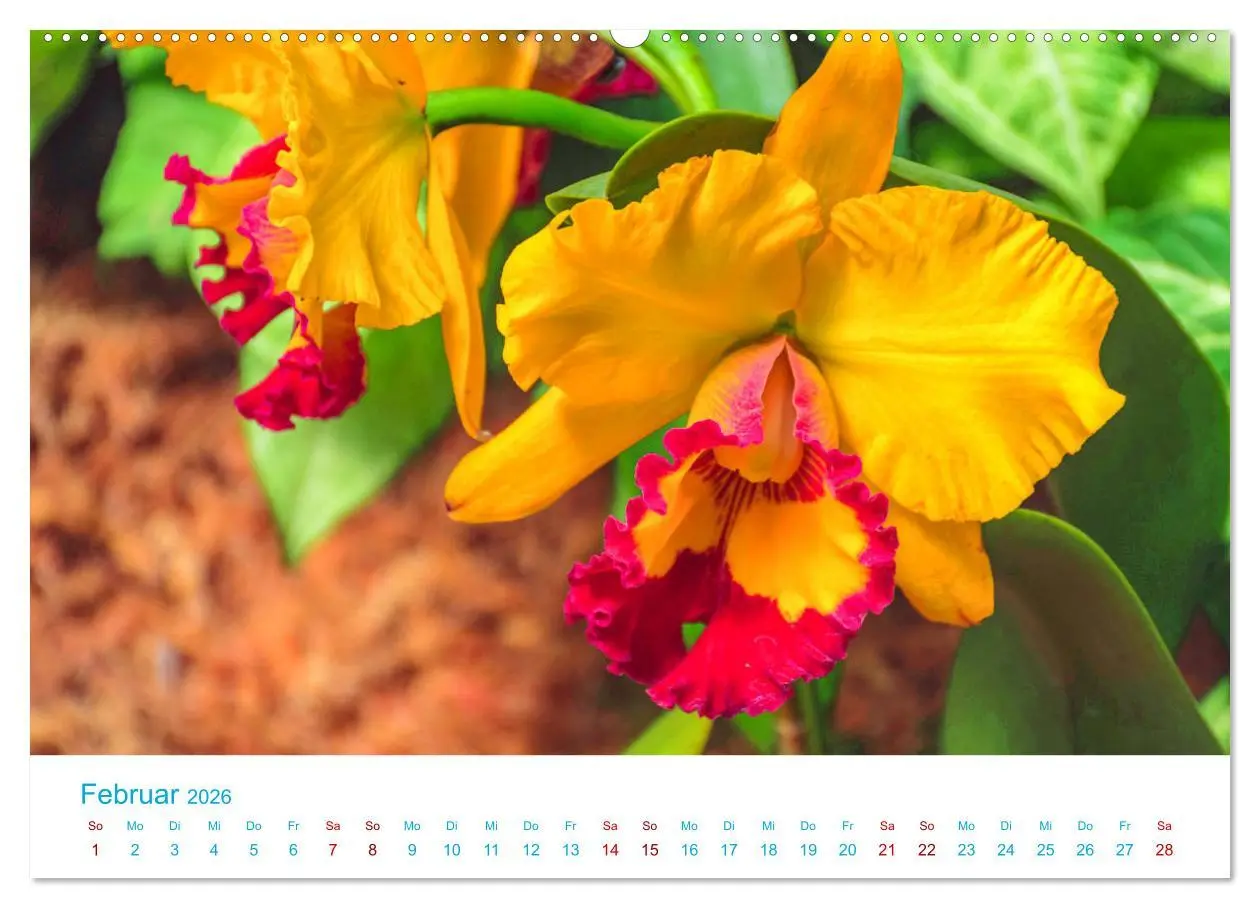Bild: 9783457931882 | Die Königin der Blumenwelt, die Orchidee (Wandkalender 2026 DIN A2...