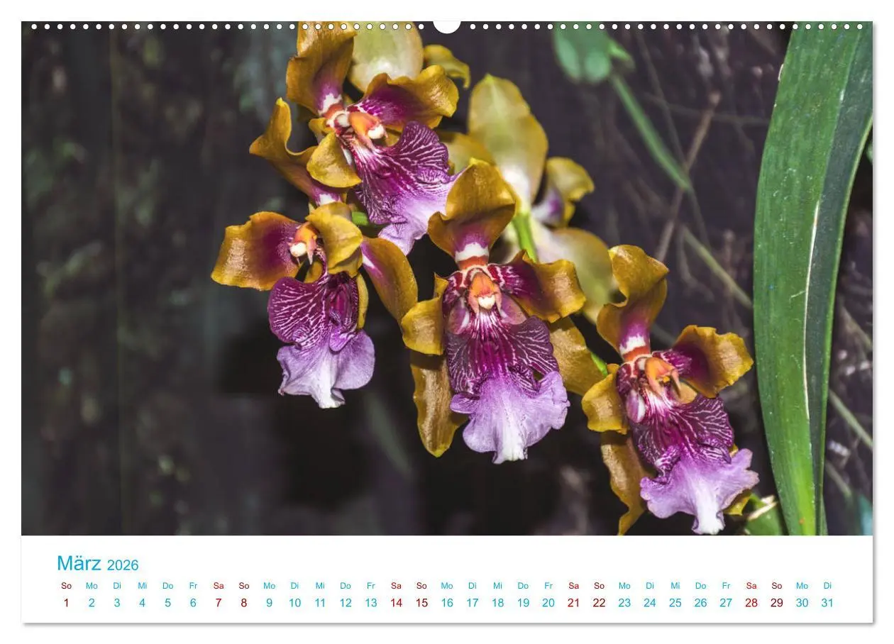Bild: 9783457931882 | Die Königin der Blumenwelt, die Orchidee (Wandkalender 2026 DIN A2...