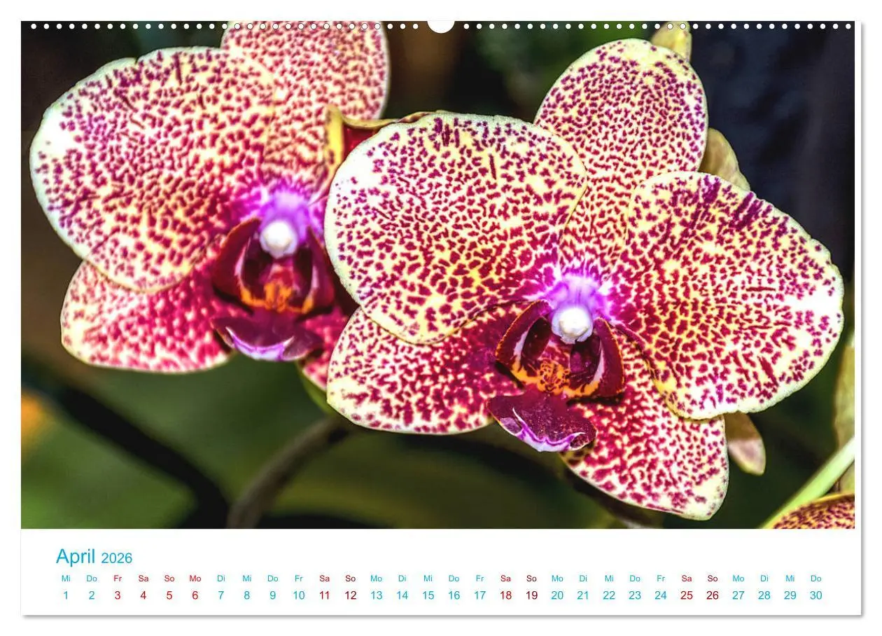 Bild: 9783457931882 | Die Königin der Blumenwelt, die Orchidee (Wandkalender 2026 DIN A2...