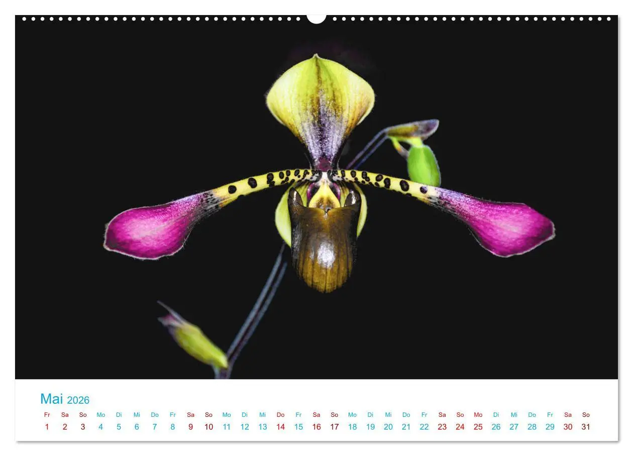 Bild: 9783457931882 | Die Königin der Blumenwelt, die Orchidee (Wandkalender 2026 DIN A2...