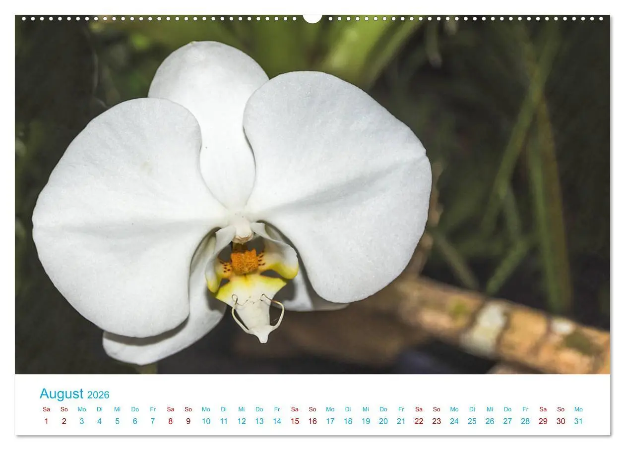 Bild: 9783457931882 | Die Königin der Blumenwelt, die Orchidee (Wandkalender 2026 DIN A2...