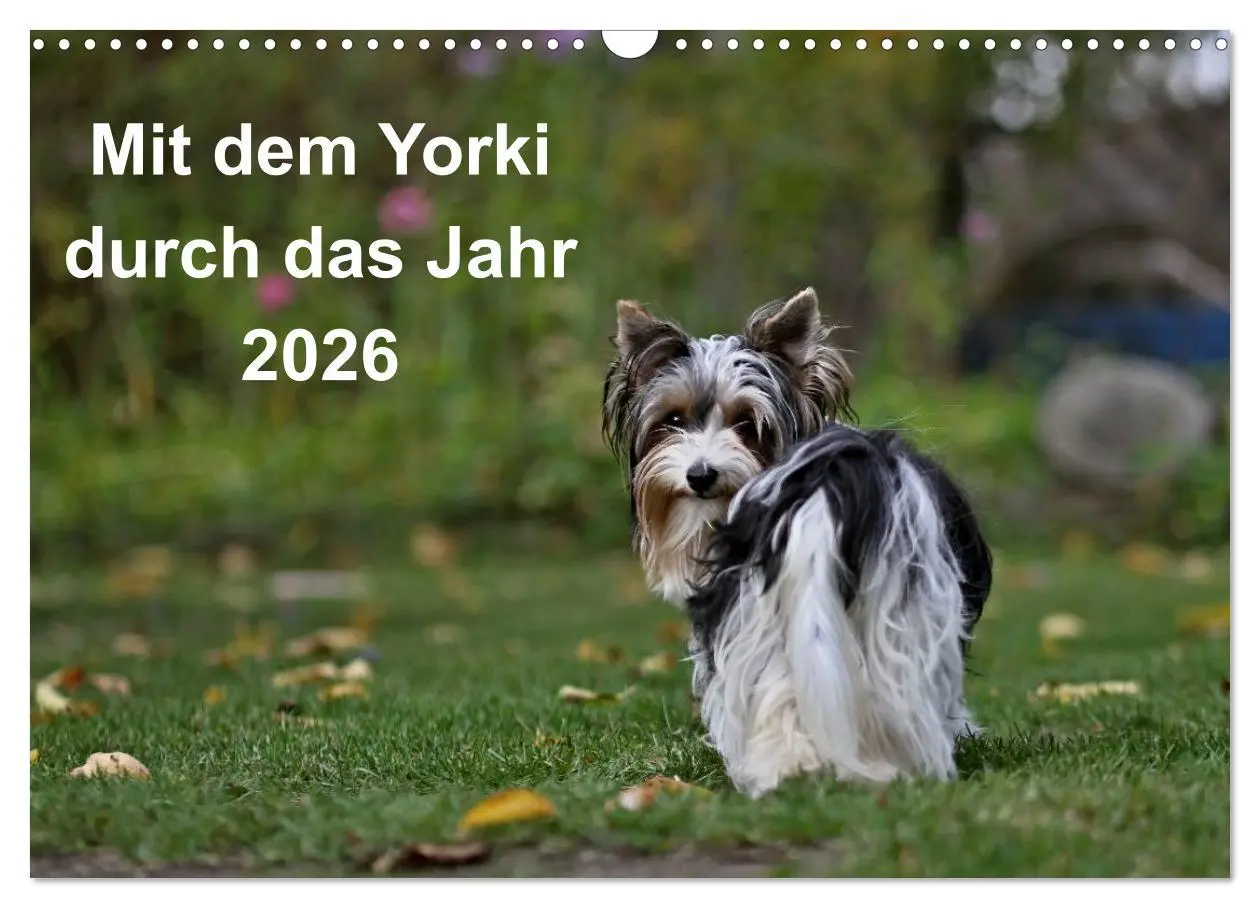 Cover: 9783516021882 | Mit dem Yorki durch das Jahr 2026 (Wandkalender 2026 DIN A3 quer),...