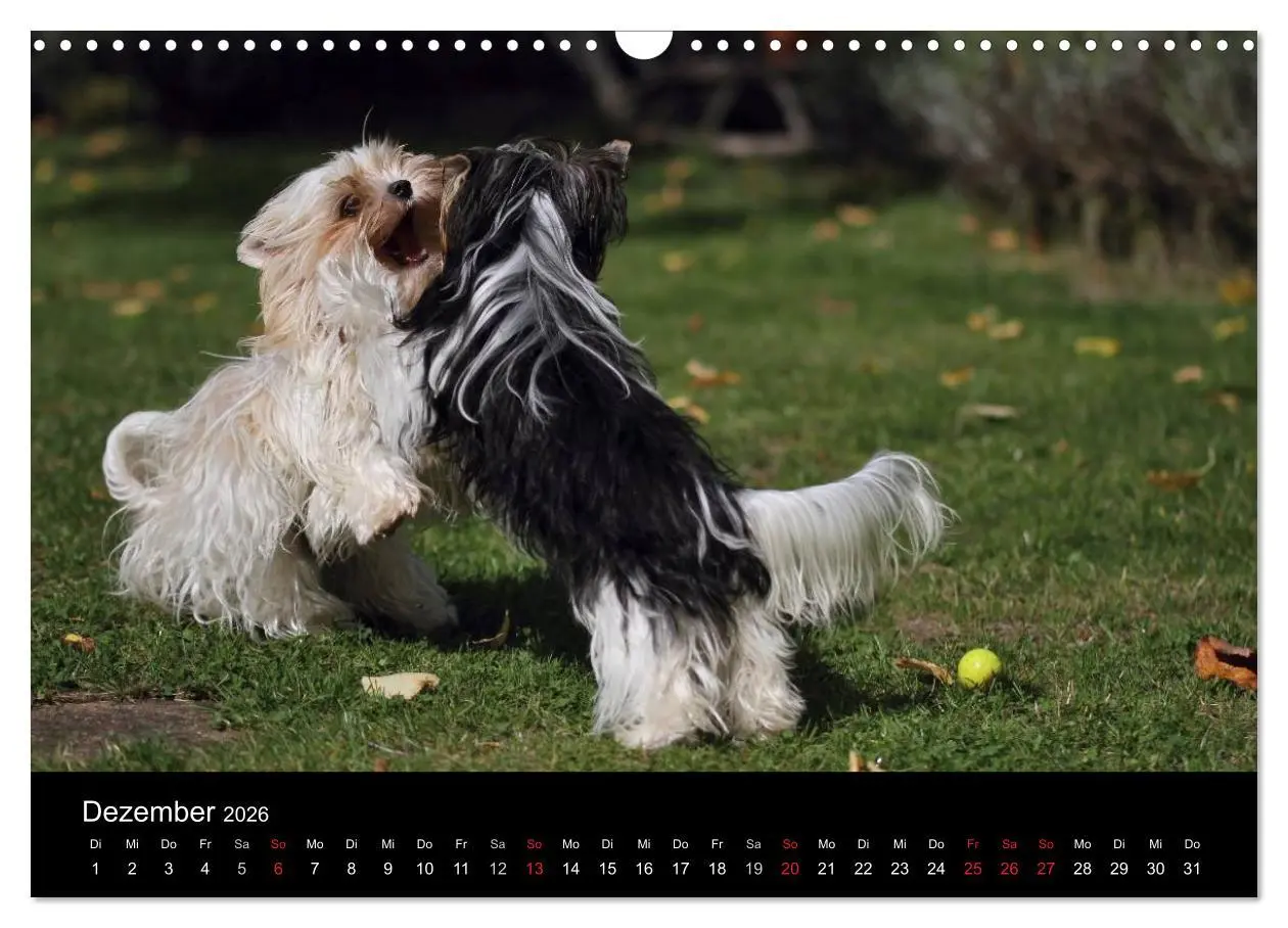 Bild: 9783516021882 | Mit dem Yorki durch das Jahr 2026 (Wandkalender 2026 DIN A3 quer),...