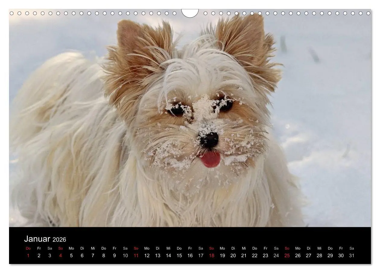 Bild: 9783516021882 | Mit dem Yorki durch das Jahr 2026 (Wandkalender 2026 DIN A3 quer),...