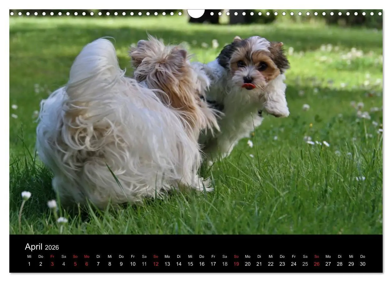Bild: 9783516021882 | Mit dem Yorki durch das Jahr 2026 (Wandkalender 2026 DIN A3 quer),...