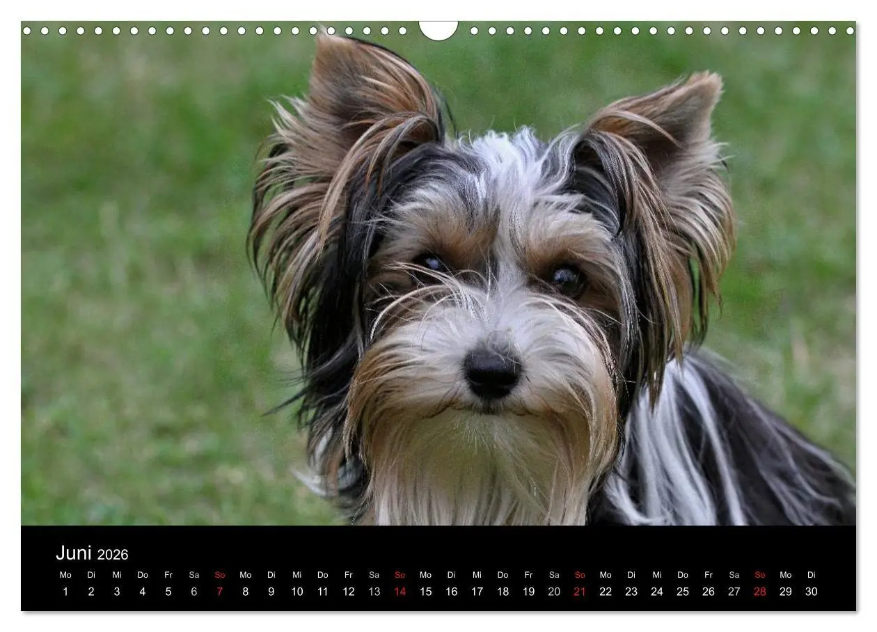 Bild: 9783516021882 | Mit dem Yorki durch das Jahr 2026 (Wandkalender 2026 DIN A3 quer),...