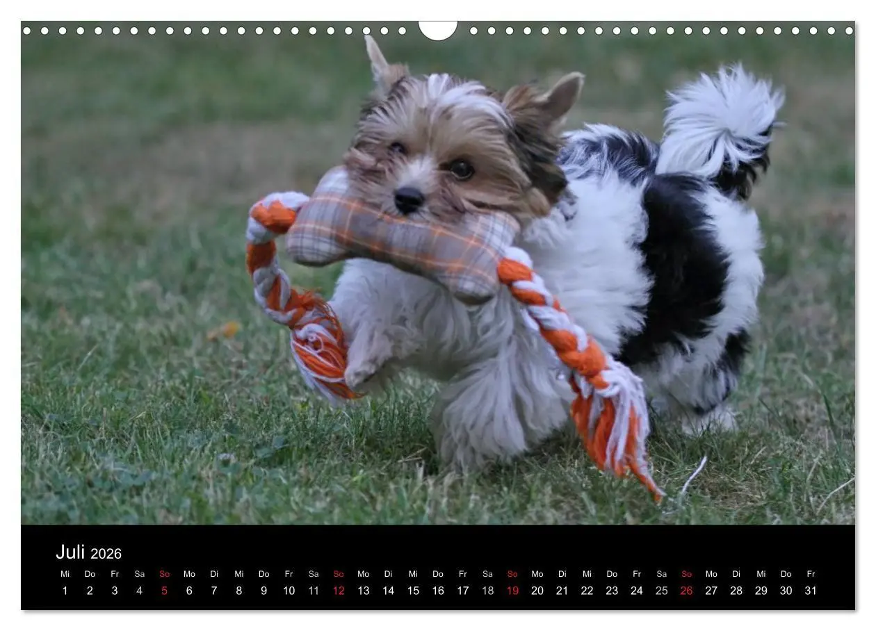 Bild: 9783516021882 | Mit dem Yorki durch das Jahr 2026 (Wandkalender 2026 DIN A3 quer),...