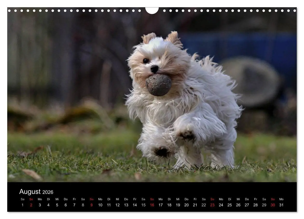 Bild: 9783516021882 | Mit dem Yorki durch das Jahr 2026 (Wandkalender 2026 DIN A3 quer),...
