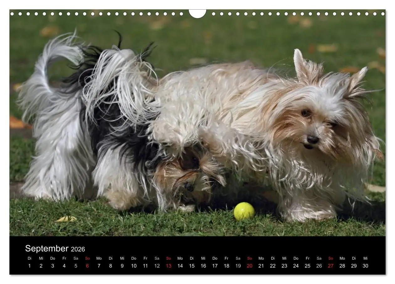 Bild: 9783516021882 | Mit dem Yorki durch das Jahr 2026 (Wandkalender 2026 DIN A3 quer),...