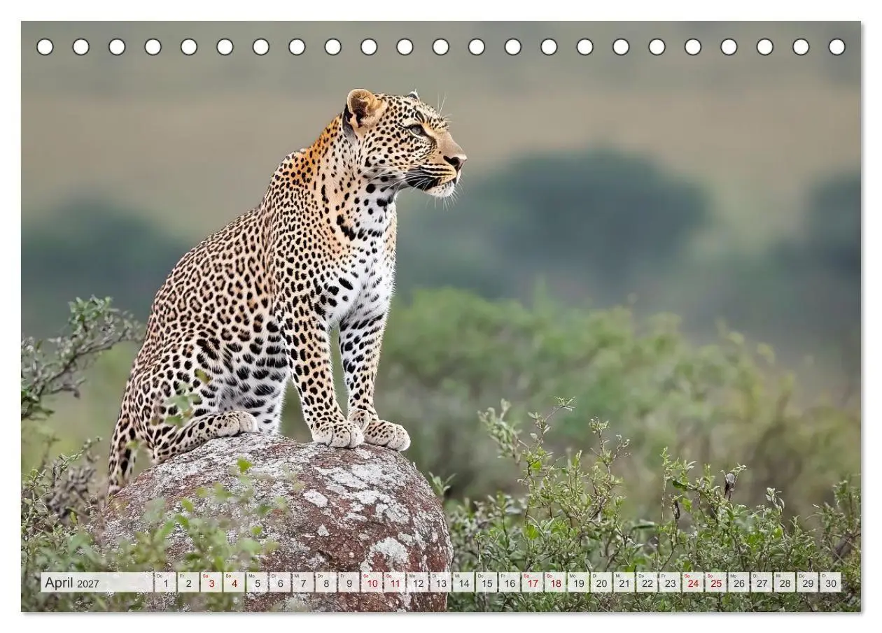 Bild: 9783516951882 | TIERWELT AFRIKA Faszination Wildnis (Tischkalender 2027 DIN A5...