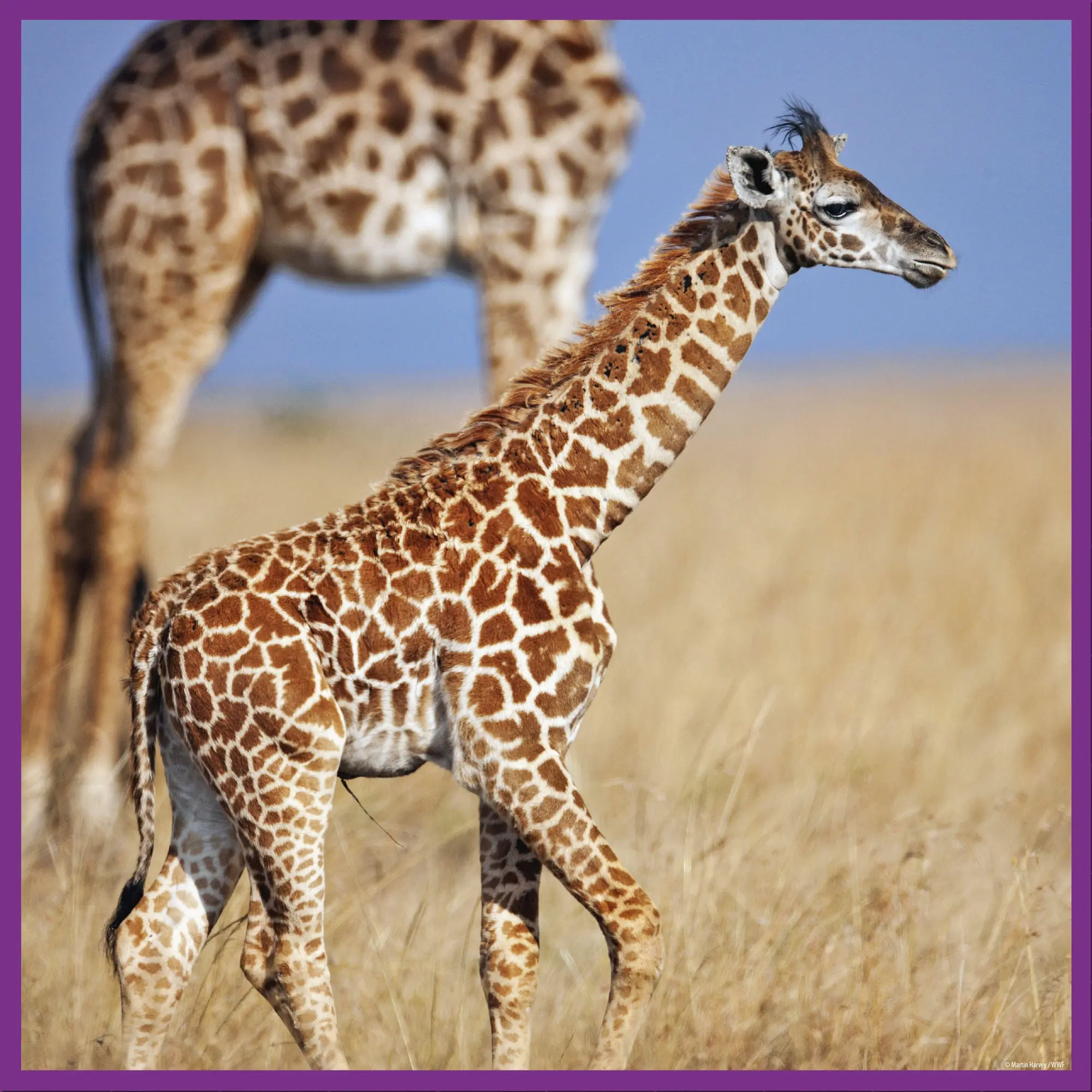 Bild: 4897049302082 | AMBASSADOR - Giraffen 100 Teile | Ambassador | Spiel | 7230208 | 2022