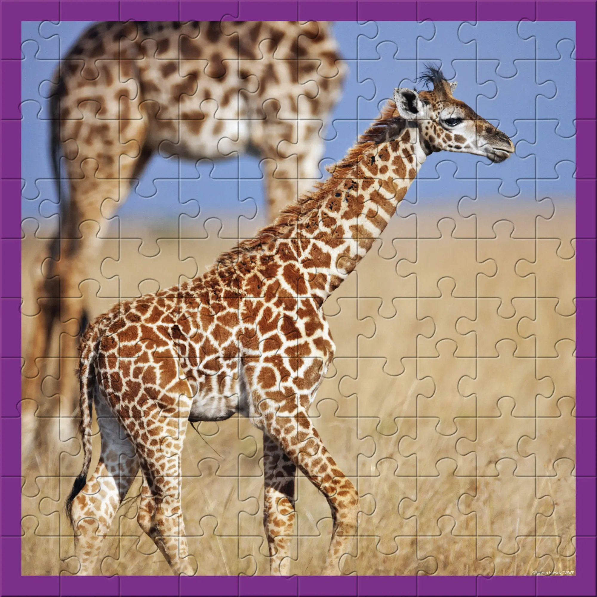 Bild: 4897049302082 | AMBASSADOR - Giraffen 100 Teile | Ambassador | Spiel | 7230208 | 2022