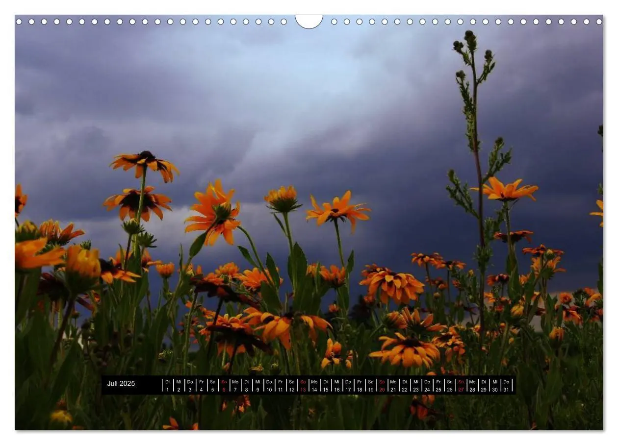Bild: 9783435722082 | Blüten-Zauber am Wegesrand 2025 (Wandkalender 2025 DIN A3 quer),...