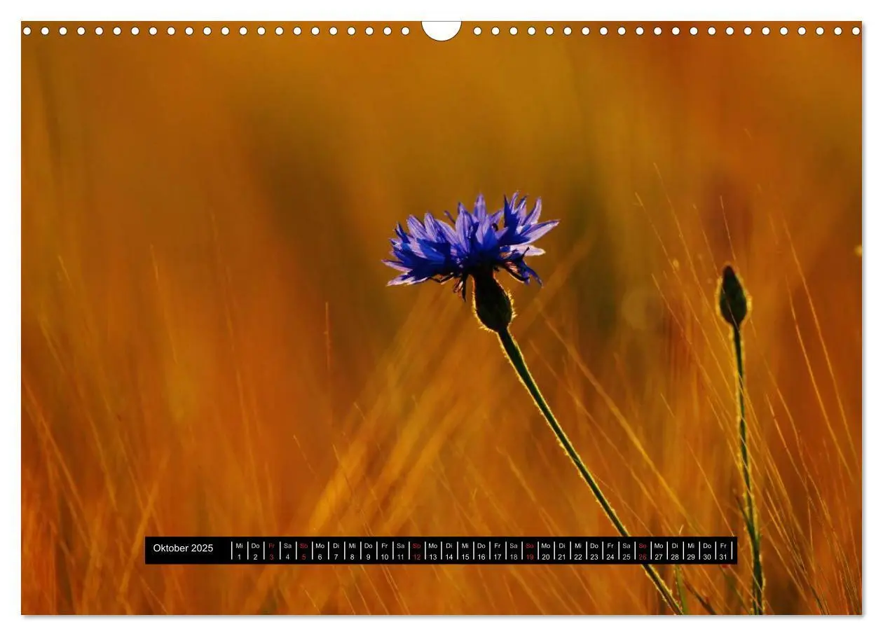 Bild: 9783435722082 | Blüten-Zauber am Wegesrand 2025 (Wandkalender 2025 DIN A3 quer),...