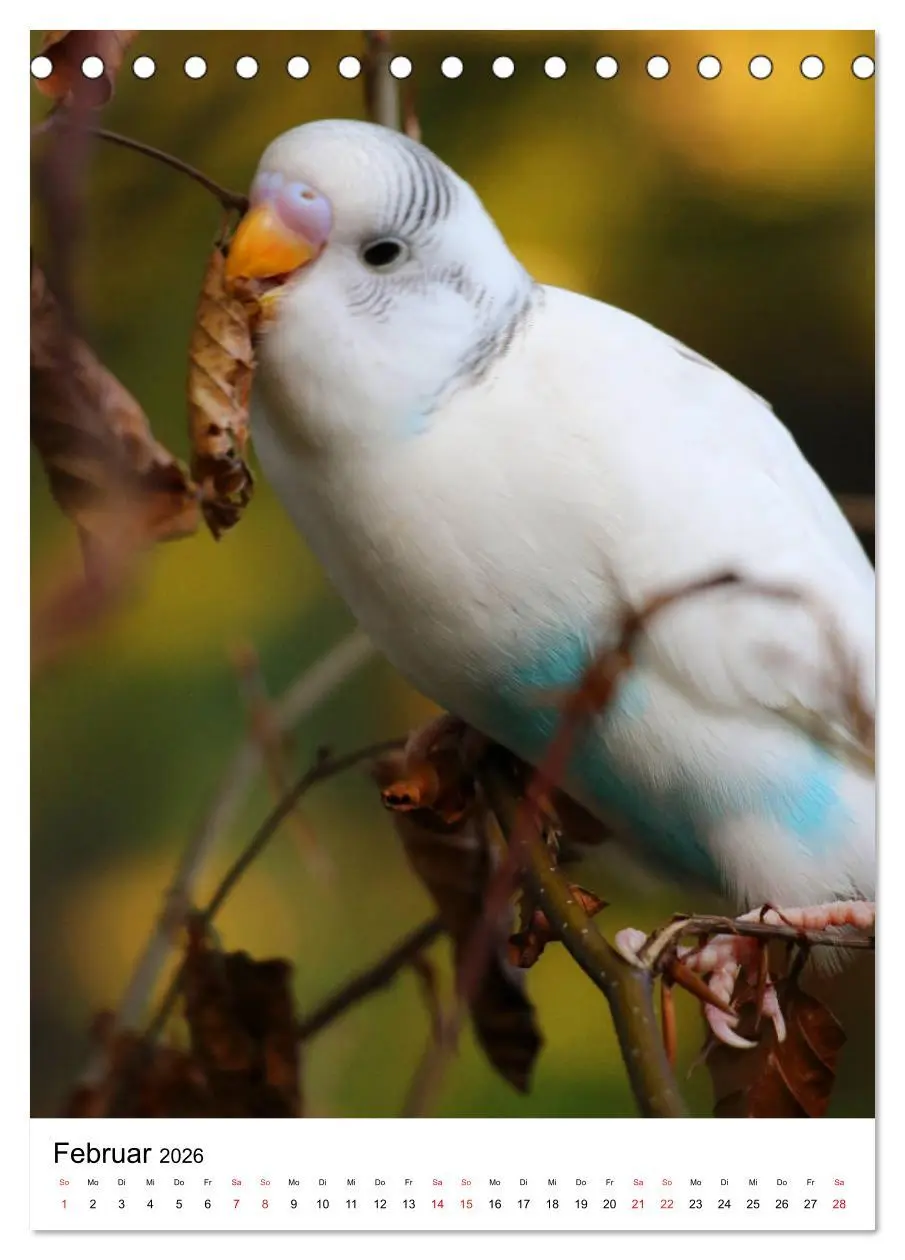 Bild: 9783516372182 | Der Wellensittich - Mein Lieblingsvogel (Tischkalender 2026 DIN A5...