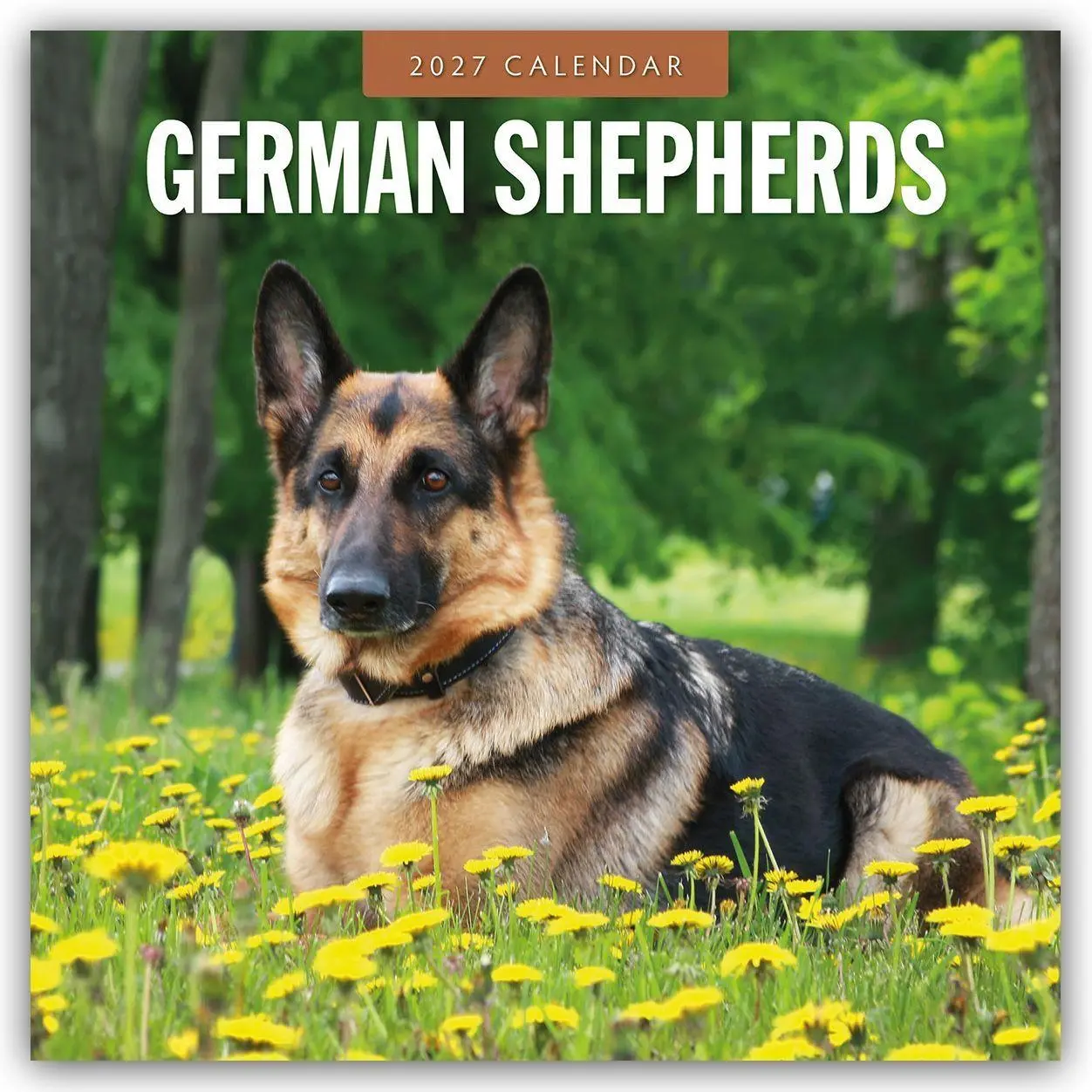 Cover: 9781837012282 | German Shepherds - Deutscher Schäferhund 2027 - 16-Monatskalender