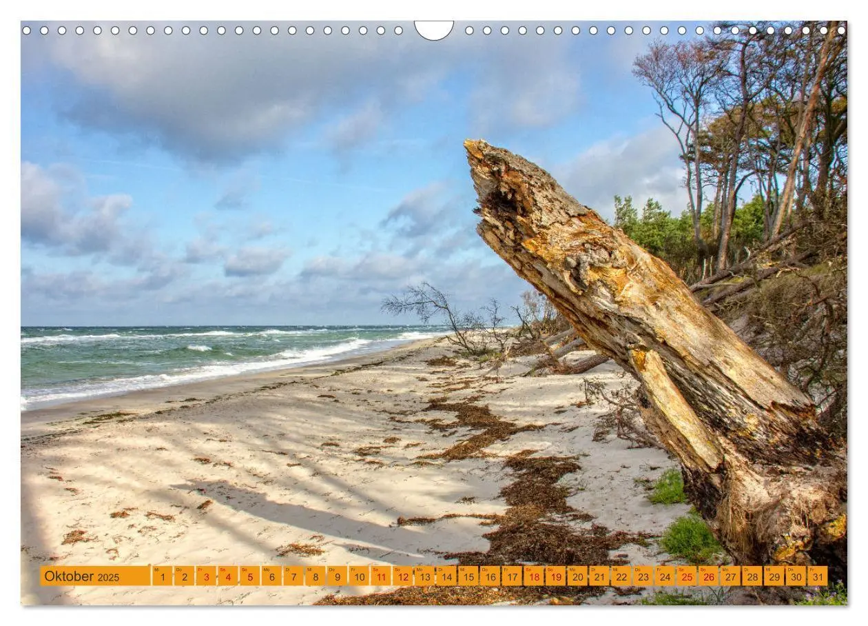 Bild: 9783383782282 | Wilder Darßer Weststrand (Wandkalender 2025 DIN A3 quer), CALVENDO...