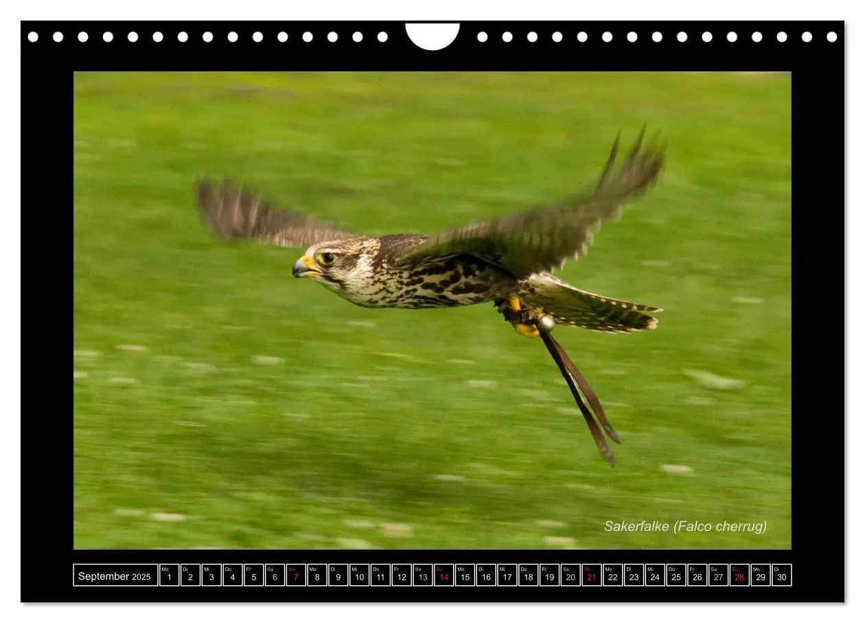 Bild: 9783435702282 | Falken im Flug und im Porträt (Wandkalender 2025 DIN A4 quer),...