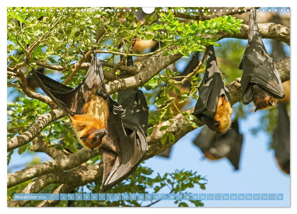 Bild: 9783457412282 | Flughunde: Vegetarische Drachenflieger (Wandkalender 2026 DIN A3...