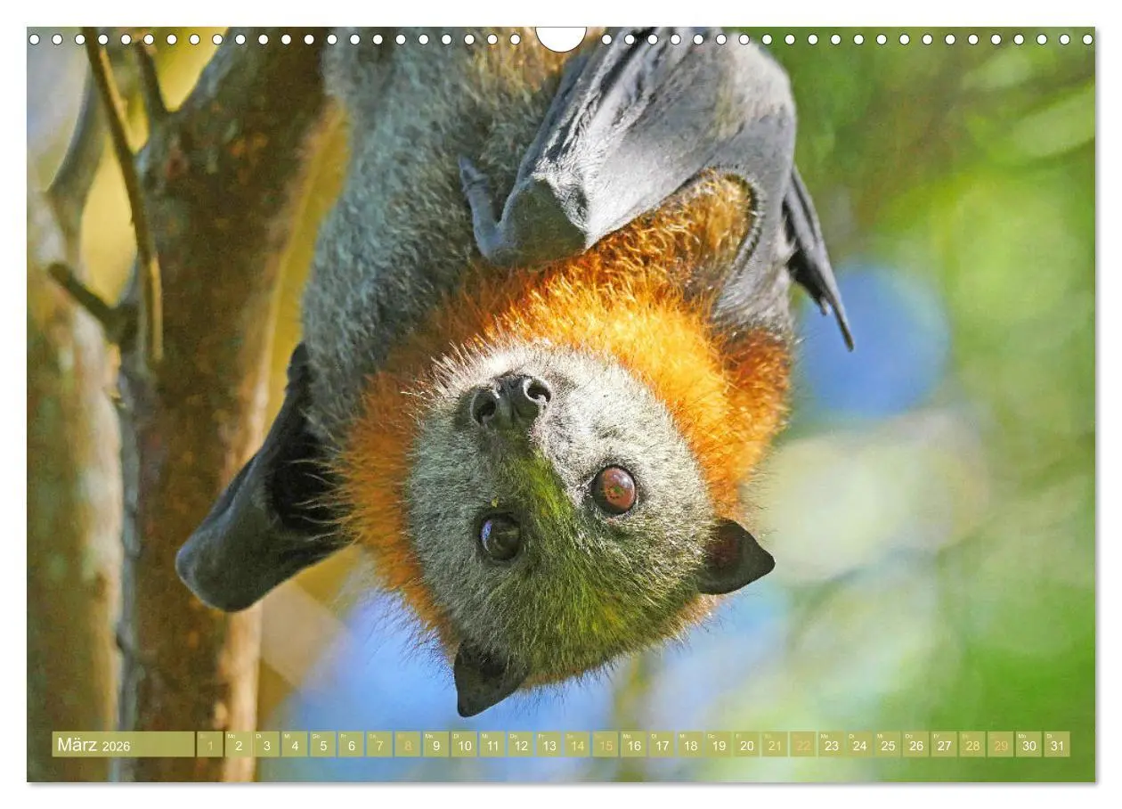 Bild: 9783457412282 | Flughunde: Vegetarische Drachenflieger (Wandkalender 2026 DIN A3...